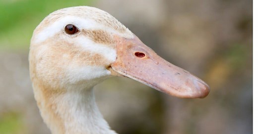 Duck Teeth: A Look Inside Their Mouth