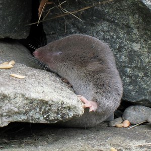 Northern short tailed shrew - Alchetron, the free social encyclopedia