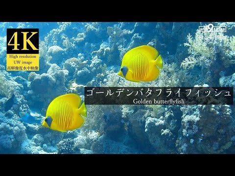 【4K 水中映像】ゴールデンバタフライフィッシュ / Golden butterflyfish / Chaetodon semilarvatus