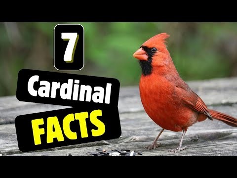 7 Lesser-Known Facts About Northern Cardinals