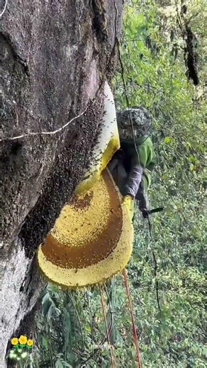 The biggest honey bee 🍯😋🤤 #honeybeedance #adventure #honeybeesting #honeybee #honey #honeybird #bee