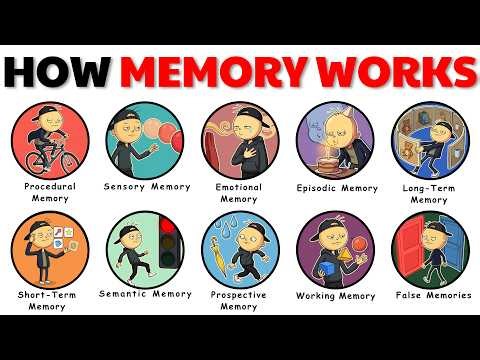 Every Type of Human Memory Explained & How Each One Works