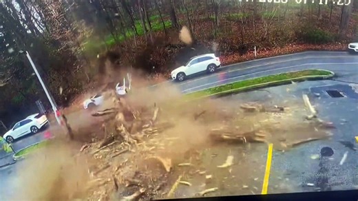 Driver escapes after massive tree crashes down onto SUV