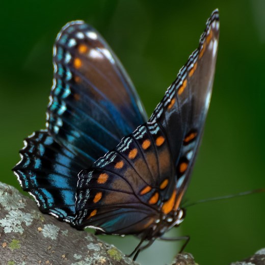 12 Common Butterflies Found in Washington! (state)
