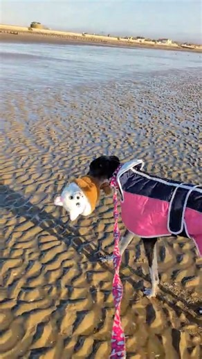 A greyhound and her emotional support toy spend a day at the beach 🥰 Is there anything sweeter? ❤ Gor Flips Reversible Plush Soft Dog Toys ❤ Showerproof Warm Coat with Front Fastening ❤ Collars & Leads by El Galgo Azul Shop now: https://www.kentgreyhoundrescue.com #greyhound #greyhounds #greyhoundrescue #greyhoundsofinstagram #greyhoundsmakegreatpets #beach #beaches #dogtoys #dogtoysgalore #dogtoy | Kent Greyhound Rescue