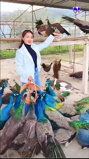 Interesting Facts About Peacocks #PeacockFacts #PeacockBeauty #AmazingBird