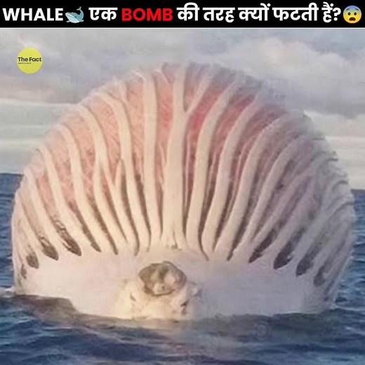 Why Do Whales Explode? 💥