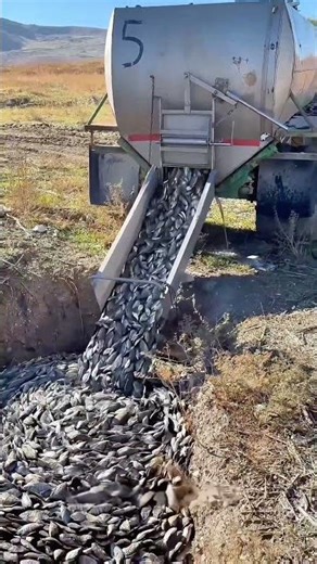 Mass Invasive Fish Removal to SAVE the River ⚠️