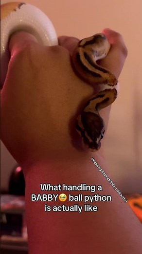 What handling a ball python is actually like