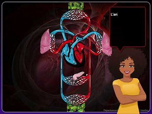 Introduction au concept de circulation sanguine