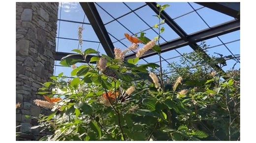 Welcome, butterflies! Butterfly release comes to Huntsville Botanical Garden