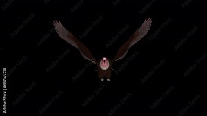 African Vulture Bird - Flying Griffon Raptor - Front View CU - Transparent Loop - Realistic 3D animation isolated with alpha channel
