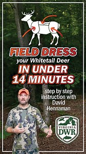 Want to learn the gutless method for field dressing? Master it in under 14 minutes with DWR’s David Hennaman! This tutorial gives step-by-step tips on removing backstraps, shoulders, and loins without opening the body cavity. Perfect for hunters looking to refine their skills and handle their harvest efficiently from field to cooler. Watch now on YouTube: https://www.youtube.com/watch?v=2_seifNZfZU. Don’t forget your hunting license—buy it here: https://gooutdoorsvirginia.com/. #Hunting #Virgini
