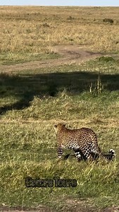 A leopard resting in a tree with its cub is one of the most iconic sights in places like the Masai Mara. Leopards often lift their cubs into trees to keep them safe from lions and hyenas. You’ll see the cub awkwardly clinging to a branch or curled beside the mother, learning balance and survival. Seeing it alone on a game drive, in silence, is even more powerful—the dappled light, the stillness, the cub blinking curiously while the mother stays alert. It feels intimate, like being allowed into a