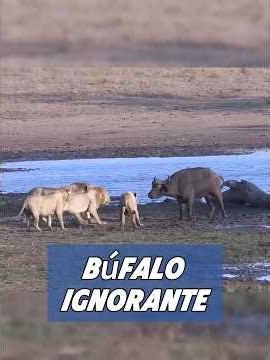That buffalo is stupid. #animal #animals