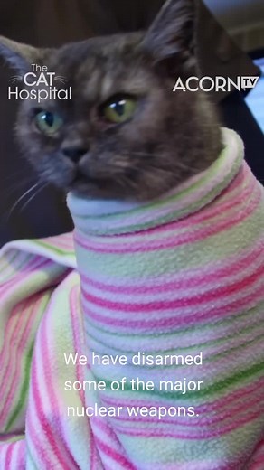 Cat Wrapping Techniques: How to Wrap a Cat in a Blanket