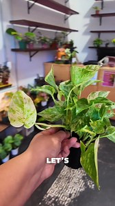 9.5K views · 214 reactions | Color, texture, variegation, variety!!!! 華✨ This plant box turned out absolutely stunning!! Hope you love it Megan  #plantmom #houseplants #mysterybox #plantshop #plants | Humboldt Houseplants | Facebook