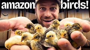 We Hatched the Tiniest Eggs from Amazon | White House on the Hill