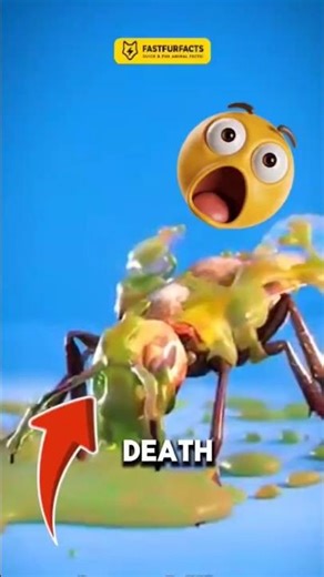 Top 3 animals that explode after death 😱🤯 #facts #animalfacts #wildlife