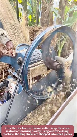 Smart Farming: Turning Harvested Rice Straw Into Valuable Feed for Cattle #labor