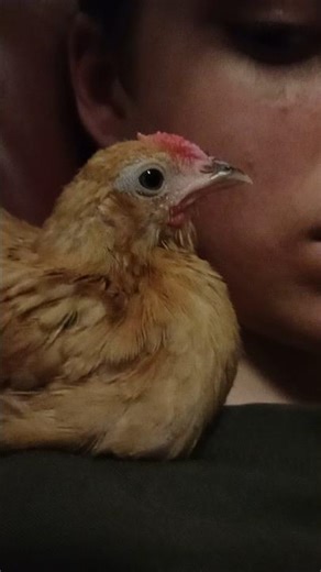 Meet Henrieta, my indoor pet chicken