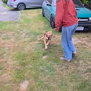 Forgotten Dogs Rescue on Reels