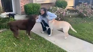 ‘Who’s here?’ Watch astronaut Suni Williams reunite with her dogs after 9 months in space