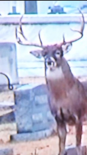 1.4K views · 11 reactions | The rut will put these deer in some wild places. This was several years back in a Southern Illinois cemetery. He was locked onto a doe and even fell asleep for a few minutes as passersby could only watch it unfold from the truck. No word on what happened to this buck! #therut #deercamp #whitetailhunting | Recruit Creative | Facebook
