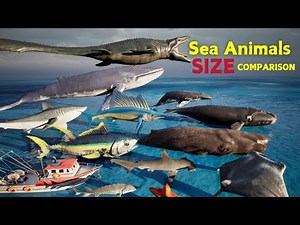 Sea Animals SIZE Comparison 3D Animation 2024