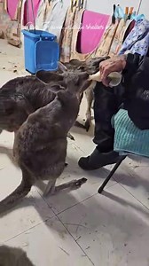 129 reactions · 11 shares |  Sponsor a Joey here at Our Haven...