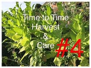 How To Grow Tobacco In UK #4