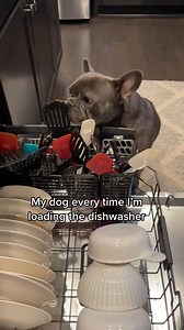 Dis some serious gourmet sh!t🤣🤣 #doglover #puppy #puppylove #puppylife #fbreels #viral #usa #fypシ #trendy #NowPlaying #foryou #pet #petstagram #petlover #funny | Apollo