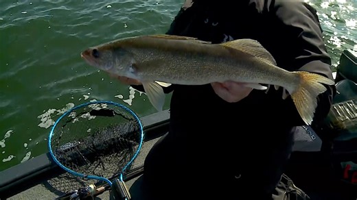 James Lindner and Jeff Simpson catch a lovely Leech Lake walleye on a beautiful fall day. They explain the importance of paying attention to slots and the reasons behind their implementation. #seafoam #ClamOutdoors #humminbird | Lindner's Angling Edge