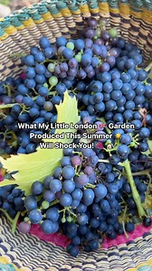 I can’t describe the feeling of pride and gratitude m I felt sharing with my teacher @aris_latham everything I’ve been nurturing in my garden this year🌱❤️ It was such a beautiful moment to witness the fruits of my labor come to life, just in time for Dr Aris’s visit to London —nature’s way of showing me that all the love and care I’ve poured into this little London space has truly blossomed ✨ Here’s a snapshot of what Food my little London 🇬🇧 garden produced for me this summer: Apple 🍏 (I gr