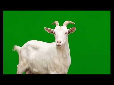 Goat Green Screen Video || Animal Green Screen || Chroma Key || Content For Creators