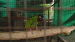 Nanday Parakeet Parrot Seating On Branch: vídeo stock (100% livre de direitos) 1097851749 | Shutterstock
