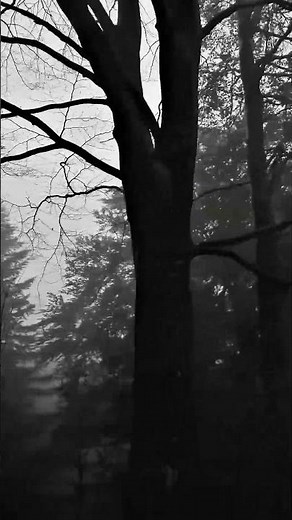 Mitski - Washing Machine Heart (Slowed + Reverb)