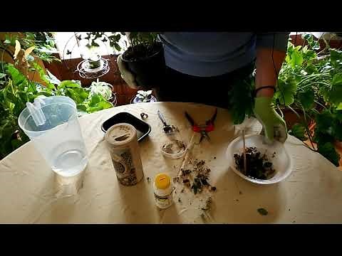 How to Grow Miniature Roses Indoors