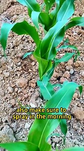 50K views · 1.1K reactions | #garden #gardening #planting #gardeningtips #plants #plant #farming #corn | Franklin Morales | Facebook