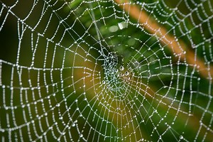 10 Guaranteed Ways to Get Rid of Spiders
