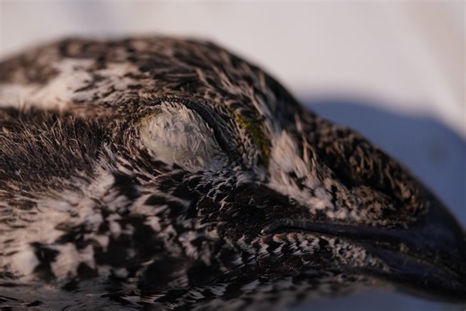 This wildlife conservation story shines a light on a bird whose importance is too often overlooked. Sage grouse hunting has been a fixture of American culture since the earliest pioneers settled the West. This native upland game bird is the canary in the coal mine for the sagebrush landscape it calls home. Sagebrush habitat loss due to a variety of threats could place the sage grouse on the endangered species list affecting western public lands the size of Texas! This film aims to open the eyes 