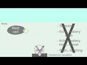 How does Claritin (loratadine) work?