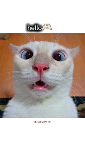 hello kaise ho 😆😅 #funnycat #catmemes #shorts