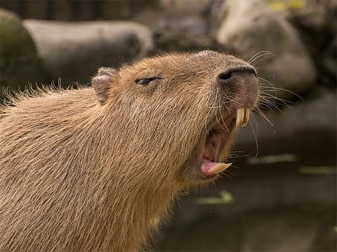 top 5 sad capybara moments