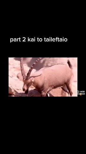 #coolanimal #fyp #foryoupage