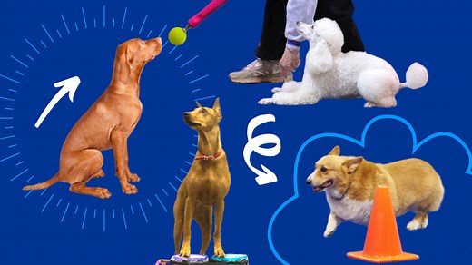 Easy Exercises for Canine Conditioning