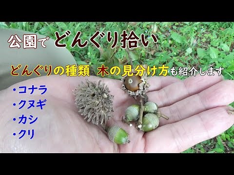 Picking up acorns in the park-Introducing how to distinguish between types and trees