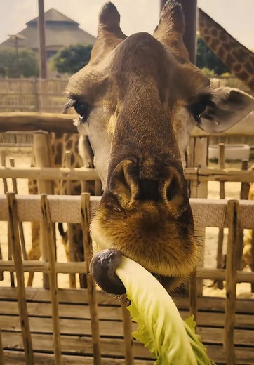 Which animal encounter is your favorite? 🐾 We love them ALL! 😍 #DubaiSafariPark #fypシ゚ #dxb