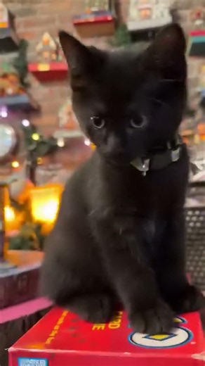 Happy Halloween from this black kitty! #kittens #cuteanimals #hobbyfarm
