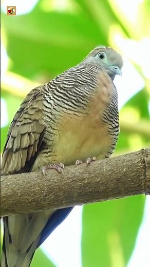Zebra Dove Sounds (Peaceful Calls in the Tropical Forest)